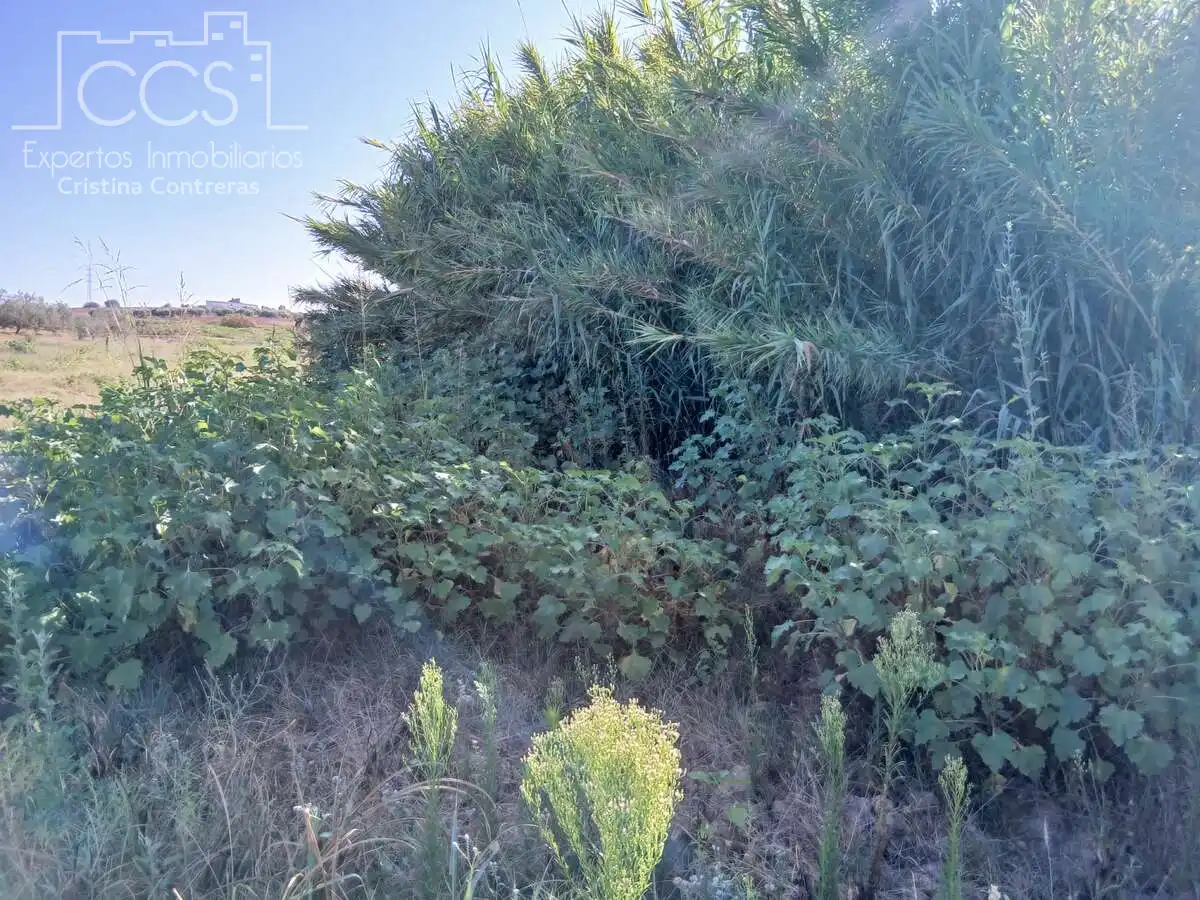 Terrain rustique à vendre à Almonte ciudad, imagen 5