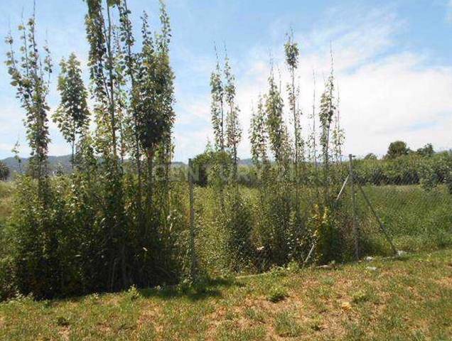 Terreno en Venta en Avenida del Palmar en Aljucer