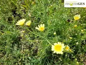 Rural land for sale in La Secuita, imagen 7