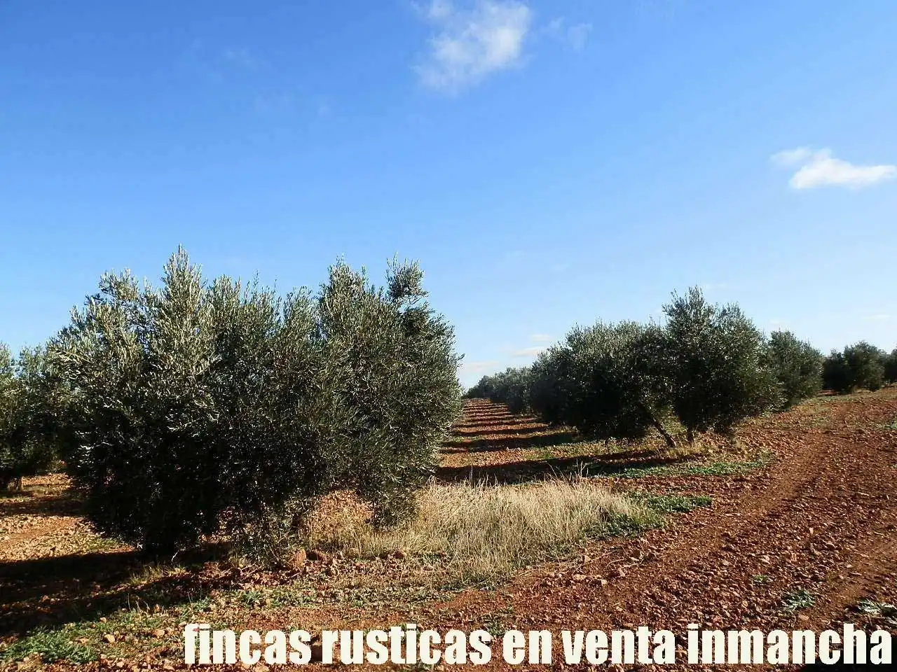Terreno rústico en venta en Tomelloso, imagen 16