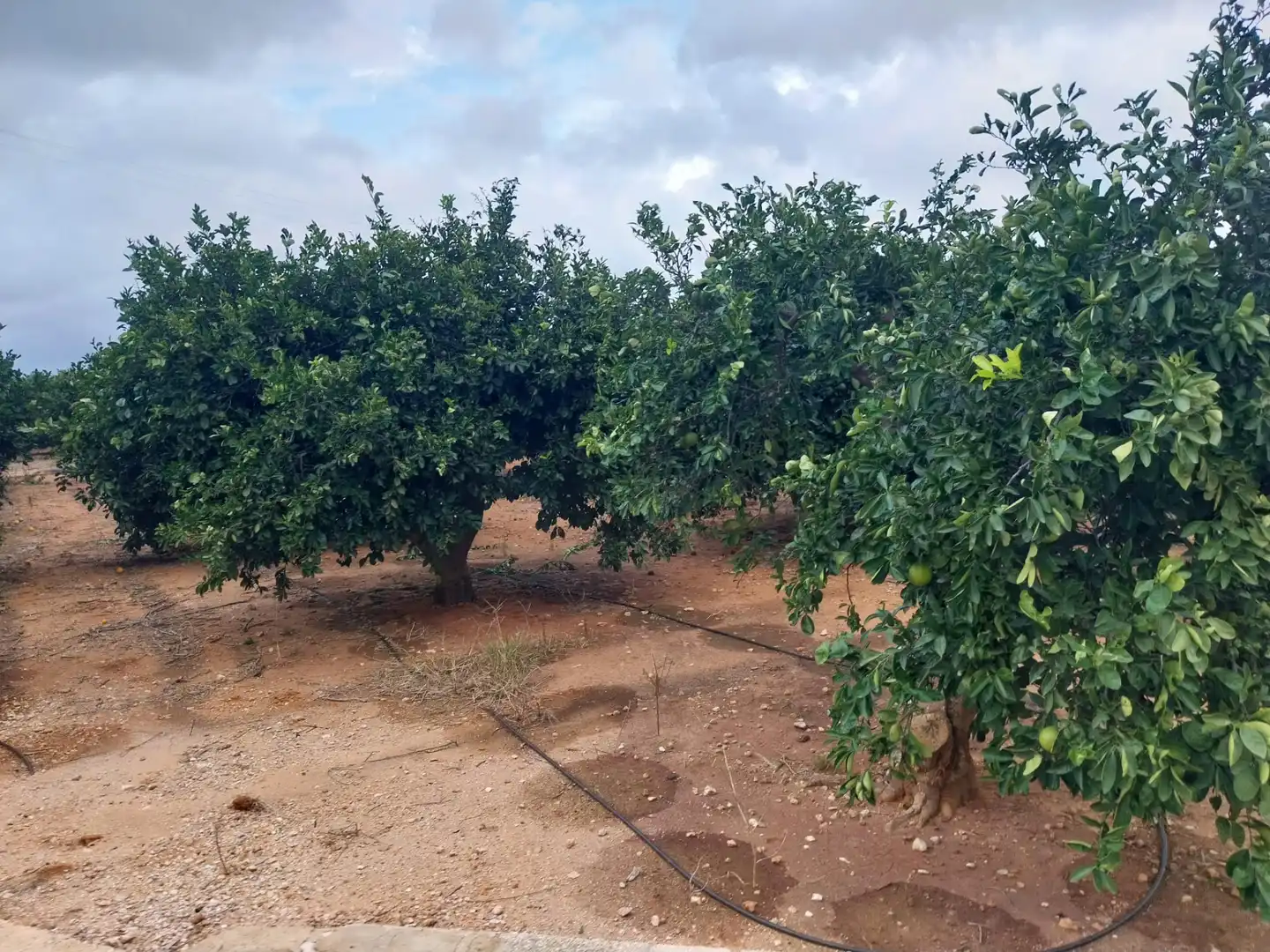 Terreny rústic en venda a Camí de la Perrera, imagen 5