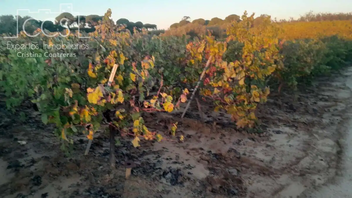 Terreno rustico in vendita a Almonte ciudad, imagen 4