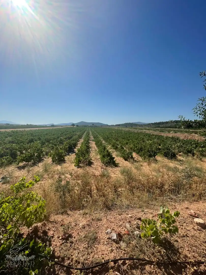 Terreno residencial en venta en El Pinós / Pinoso, imagen 7