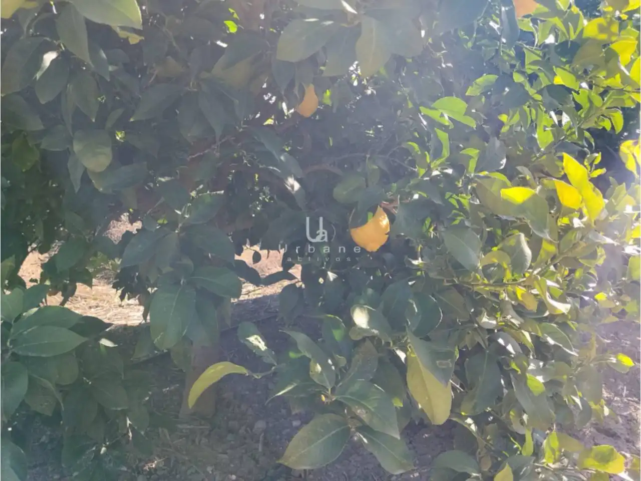 Terreny rústic en venda a Camino Huerta de Abajo, imagen 2