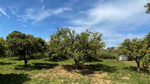 Foto 2 de Finca rústica en venda a Ronda de Los Legionarios, La Palma del Condado, Huelva