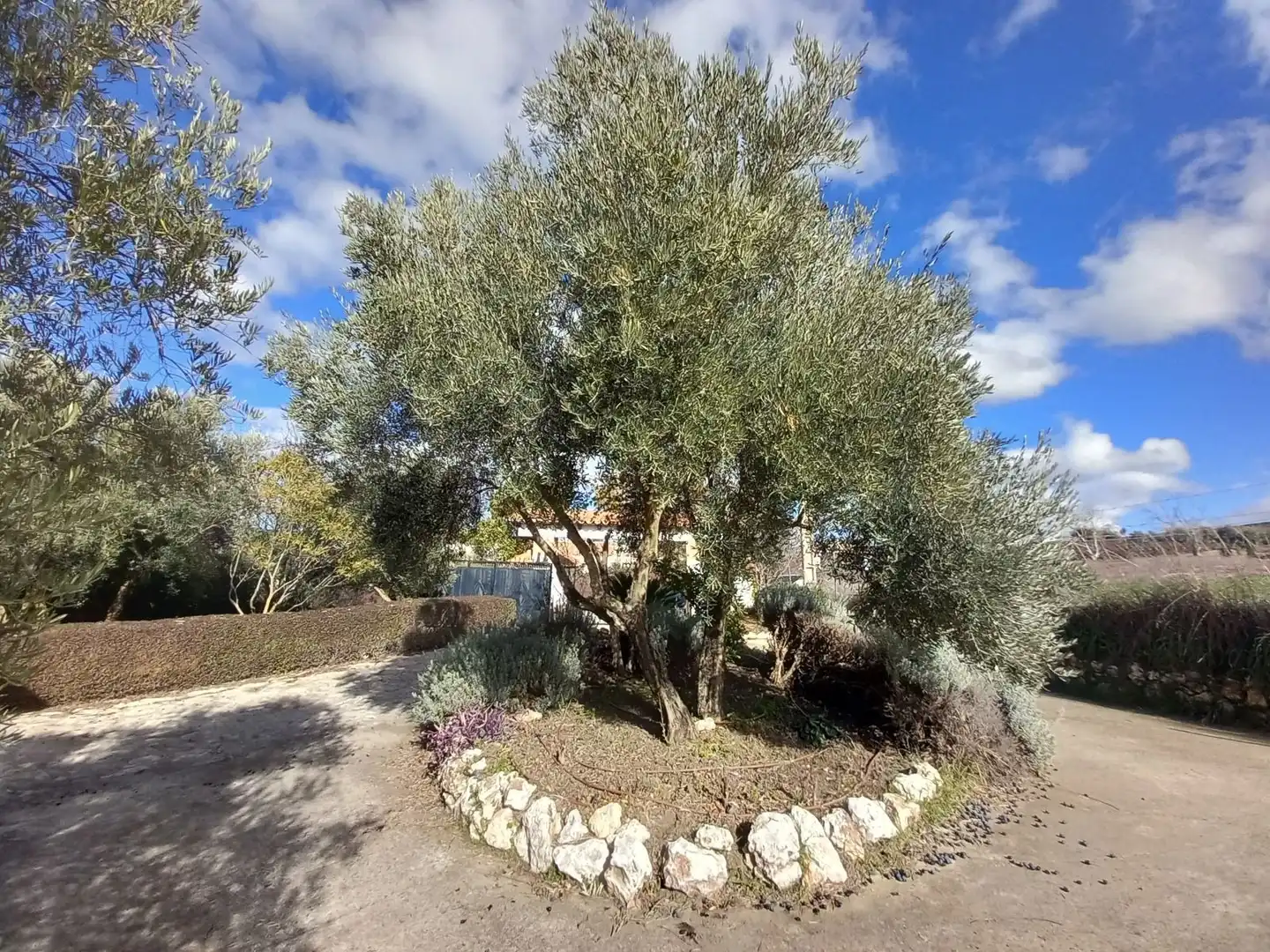 Finca rústica en venta en Arriate