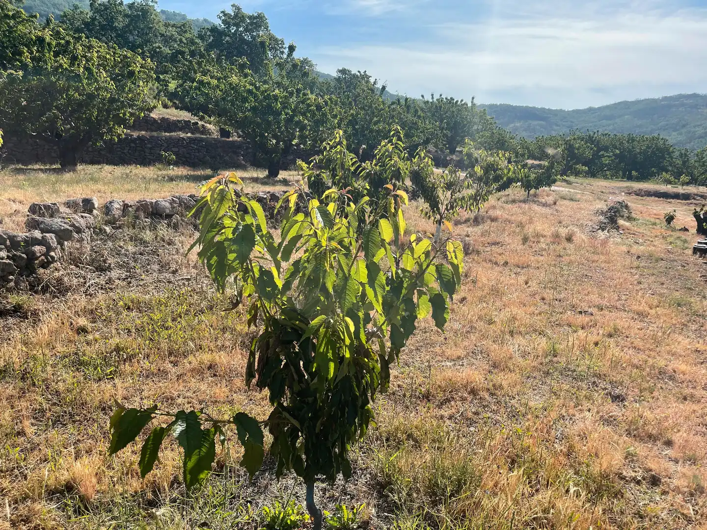 Terreni e lotti in vendita a Garganta la Olla, imagen 9
