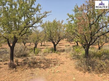 Terreno rustico in vendita a Alcolea