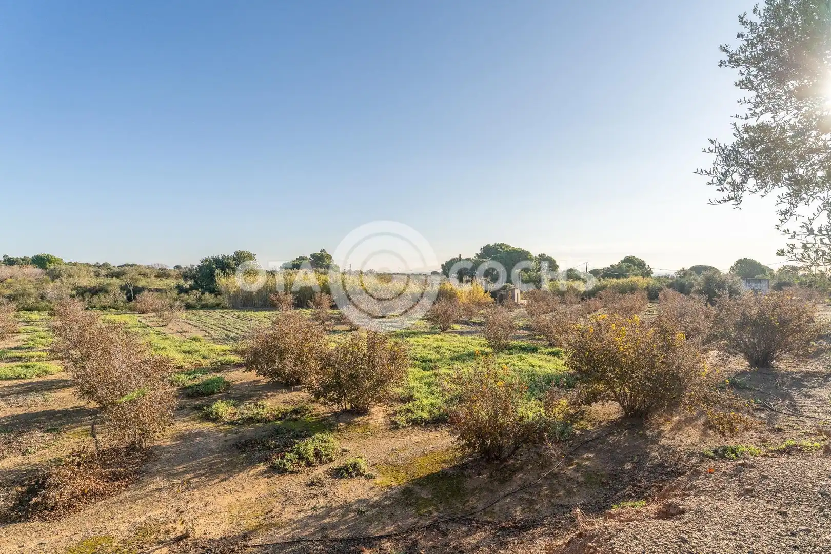 Finca rústica en venta en Castellvell del Camp