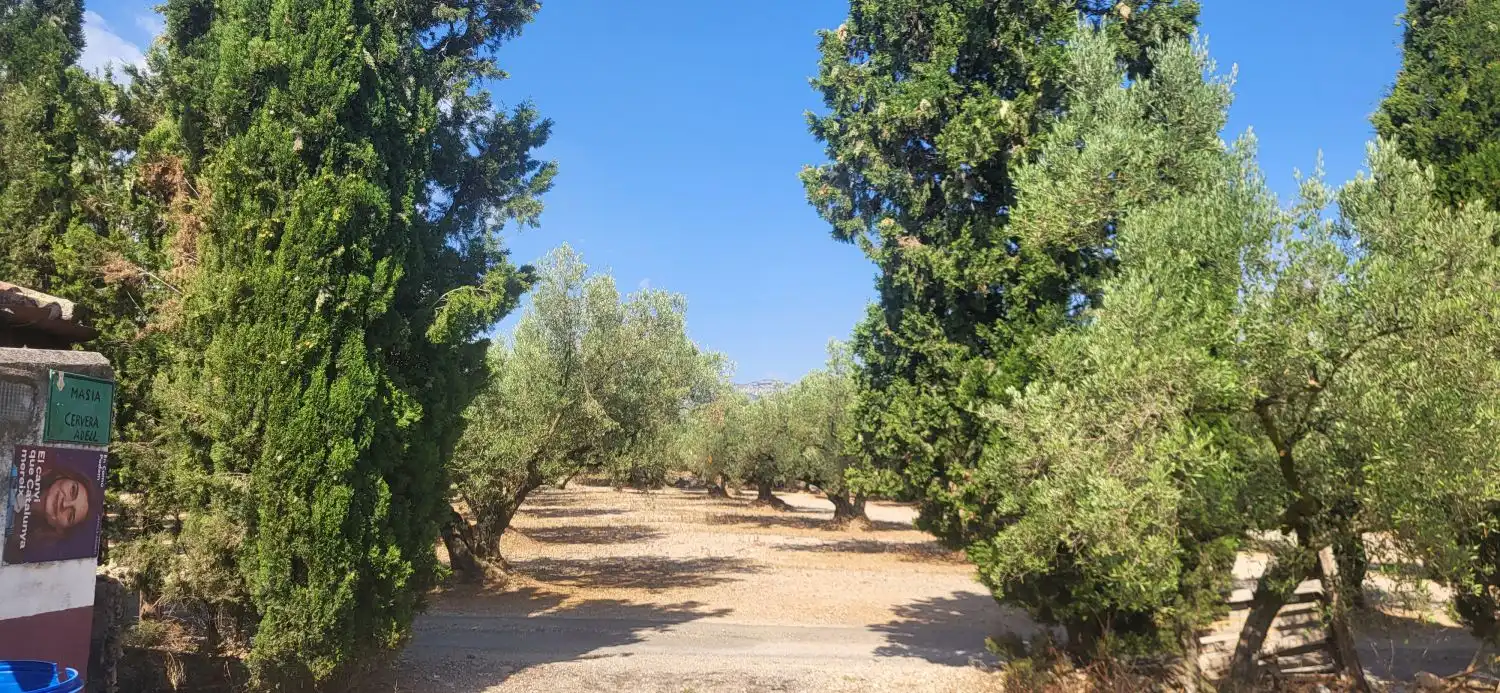 Finca rústica en venta en Mas de Barberans