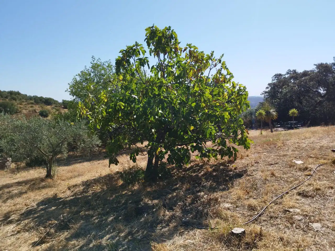 Detached house with garden for sale in El Castillo de las Guardas, imagen 27