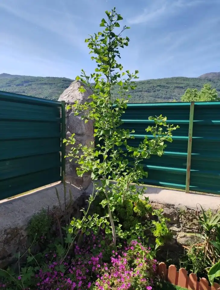 Jardín de Finca rústica en venta en Cabrero con Jardín privado y Piscina