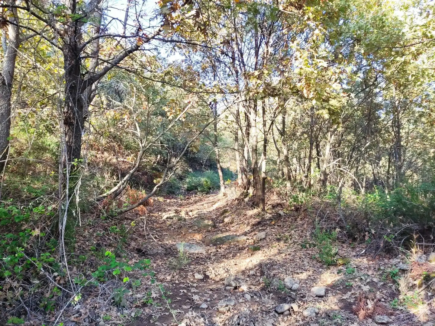 Terreni e lotti in vendita a Jarandilla de la Vera, imagen 37