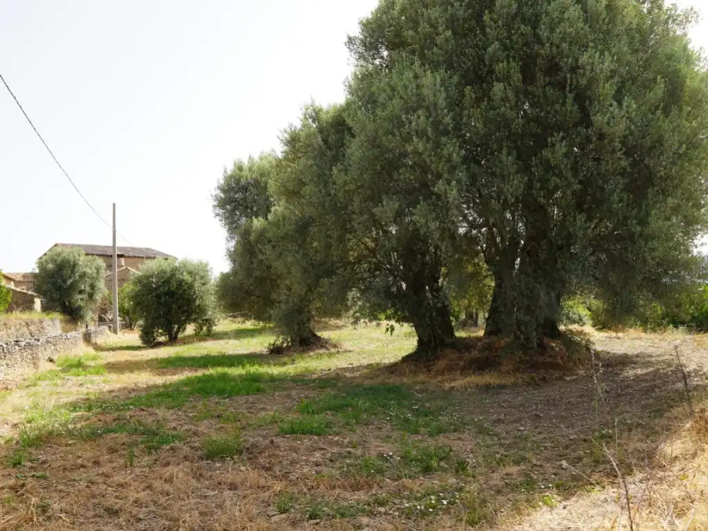 Terreni e lotti in vendita a Camino Casa Olivera(Lecina) 1, imagen 21