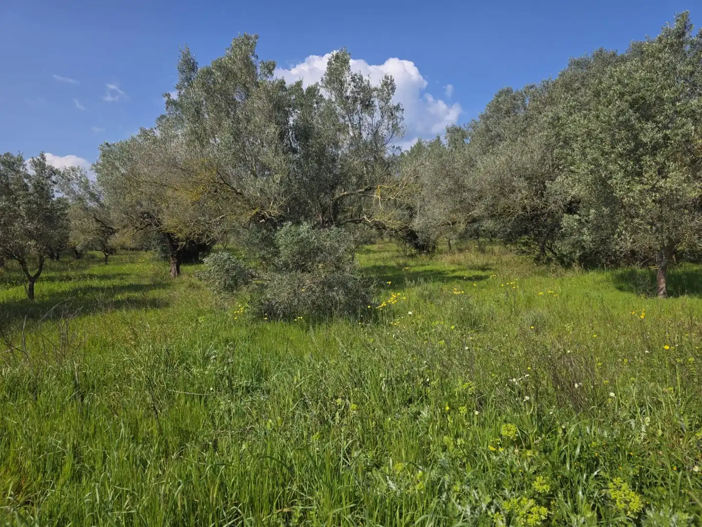 Terreno rustico in vendita a del Polígon Industrial 'La Ravaleta', imagen 55