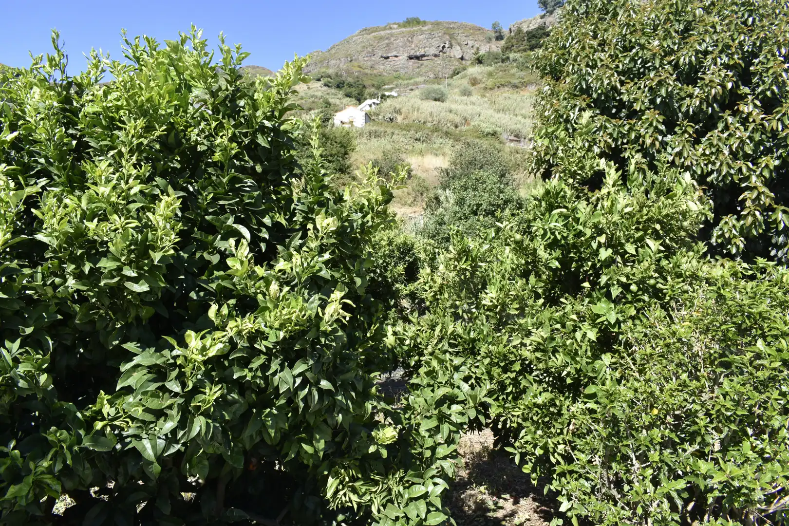 Casa o xalet en venda en Teror amb Calefacció, Jardí privat i Terrassa