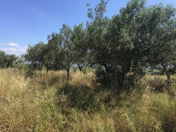 Terreno residencial en Venta en Sector Sau, 2 en Sant Joan de Mollet