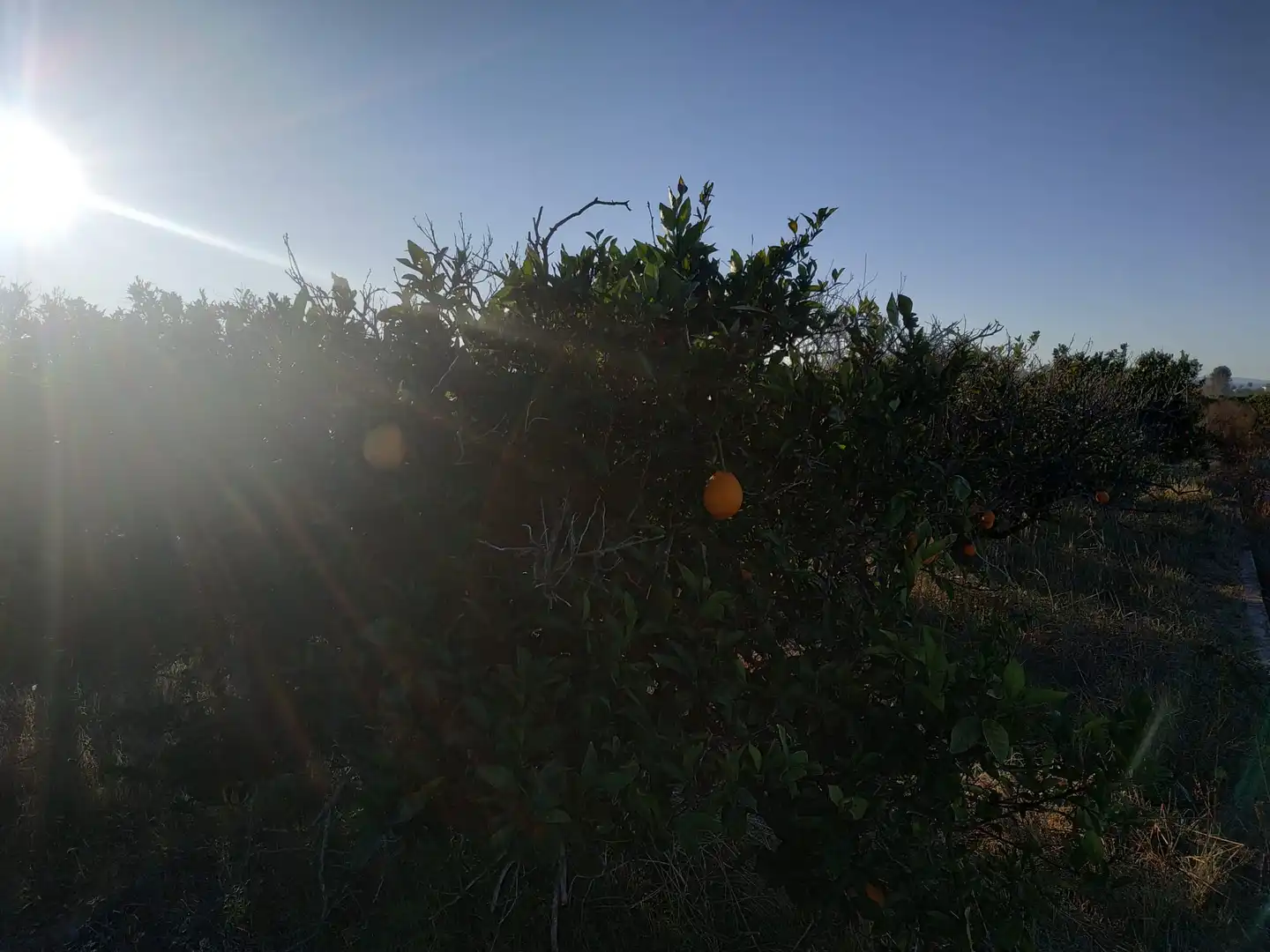Land for sale in Polígono Número 18, 4, Albalat de la Ribera