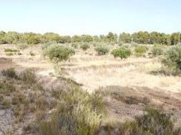 Terrenys i solars en venda a Onil