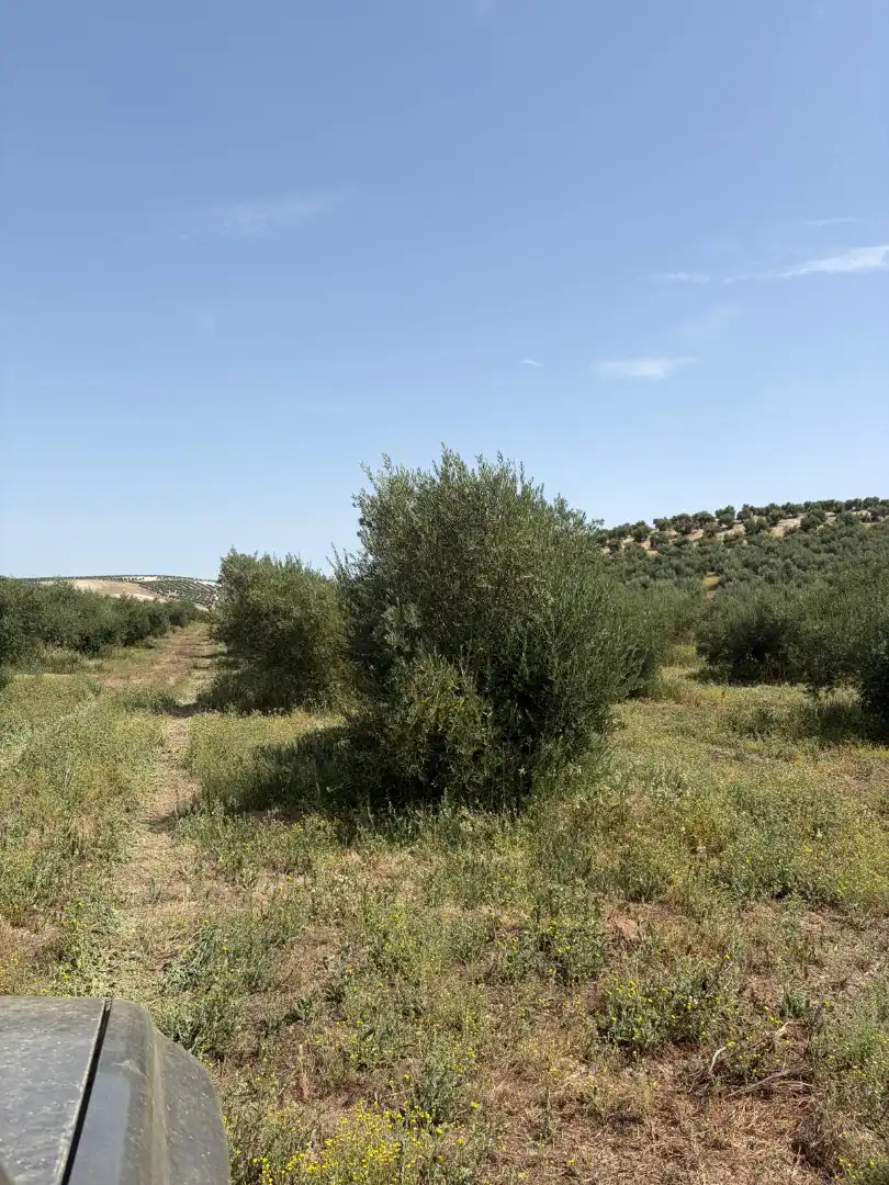 Land for sale in Santiago de Calatrava