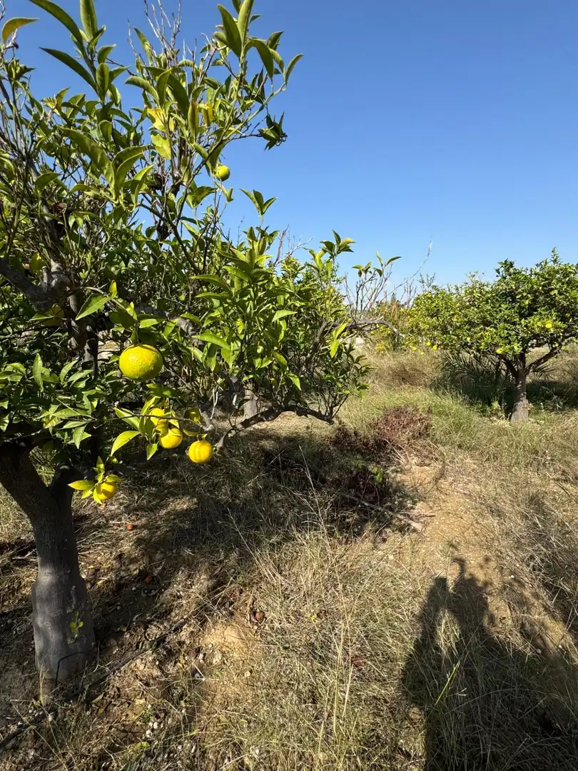 Finca rústica en venda en Elche / Elx amb Aire condicionat, Calefacció i Jardí privat