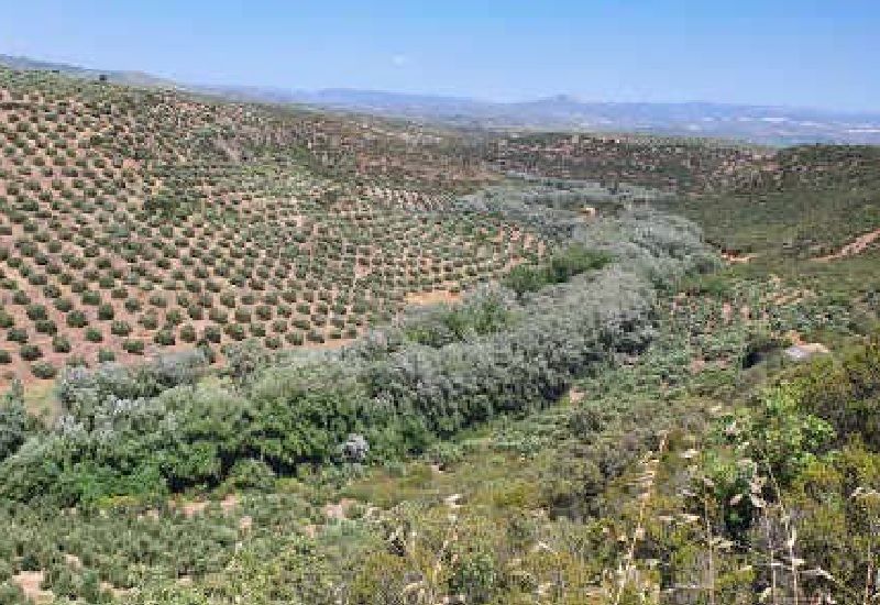 Land for sale in Sabiote