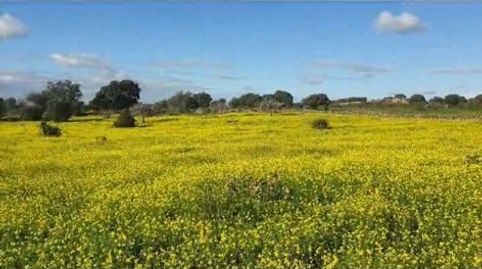 BRICKASA INMOBILIARIA les ofrece, La finca de 25 hectáreas que se sitúa a tan solo 20 minutos de Cáceres se presenta como un oasis, imatge 2