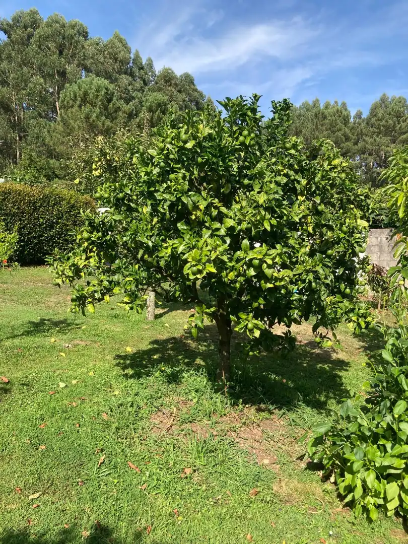 Jardí de Casa o xalet en venda en Dorneda