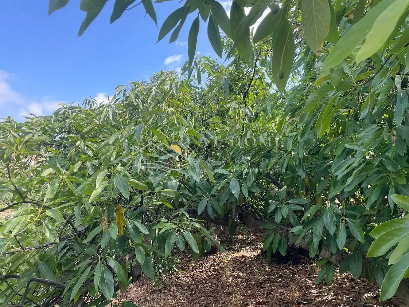 Terreni e lotti in vendita a Torrox Pueblo, imagen 11