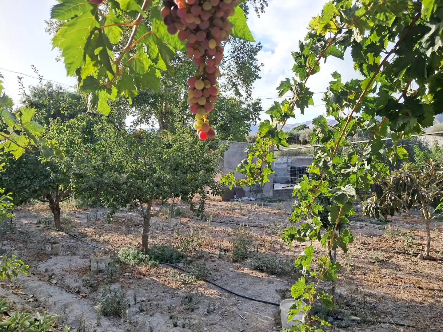 Jardín de Finca rústica en venta en Berja