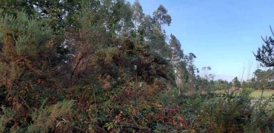 Industrial land for sale in PRAJE RIAL DE ARRIBA, POL.24 PARC.97, ZAS, Coruña,, -1, Zas