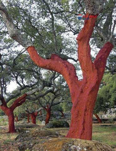 Terreno en Venta en Valdesalor - Rincón de Ballesteros