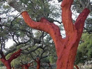 Terreno rustico in vendita a Valdesalor - Rincón de Ballesteros