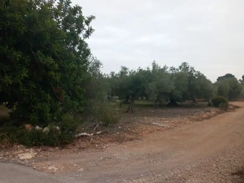 Rural land for sale in Partida pins 1, imagen 2