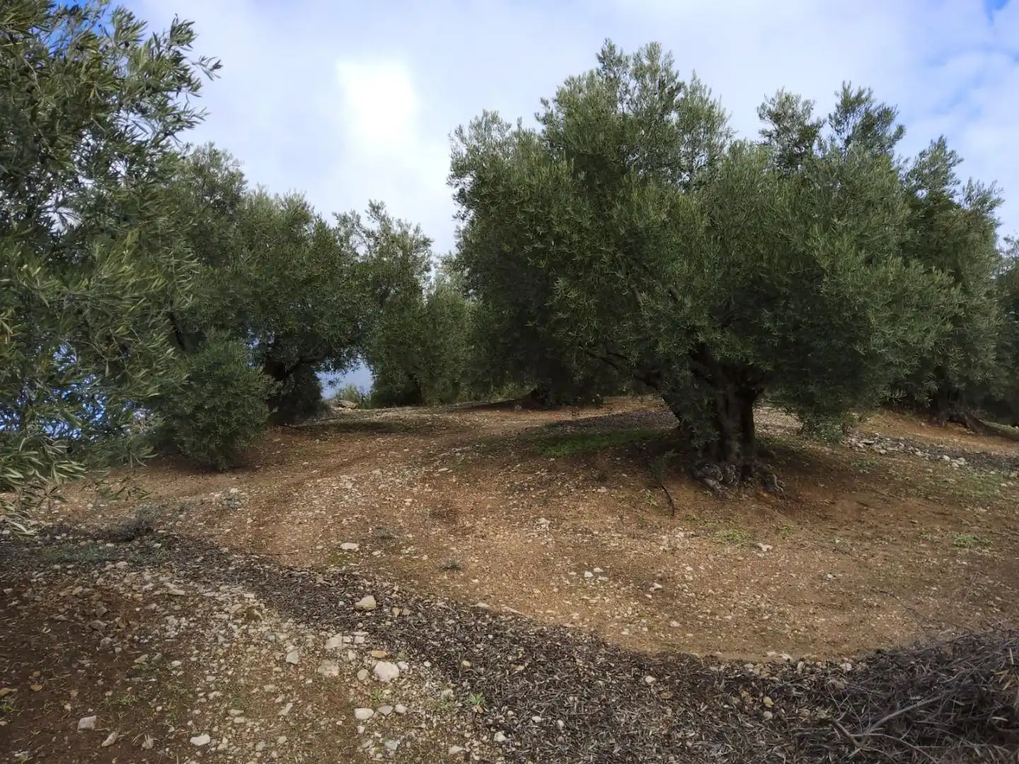 Terreni e lotti in vendita a A-6301 61, imagen 4