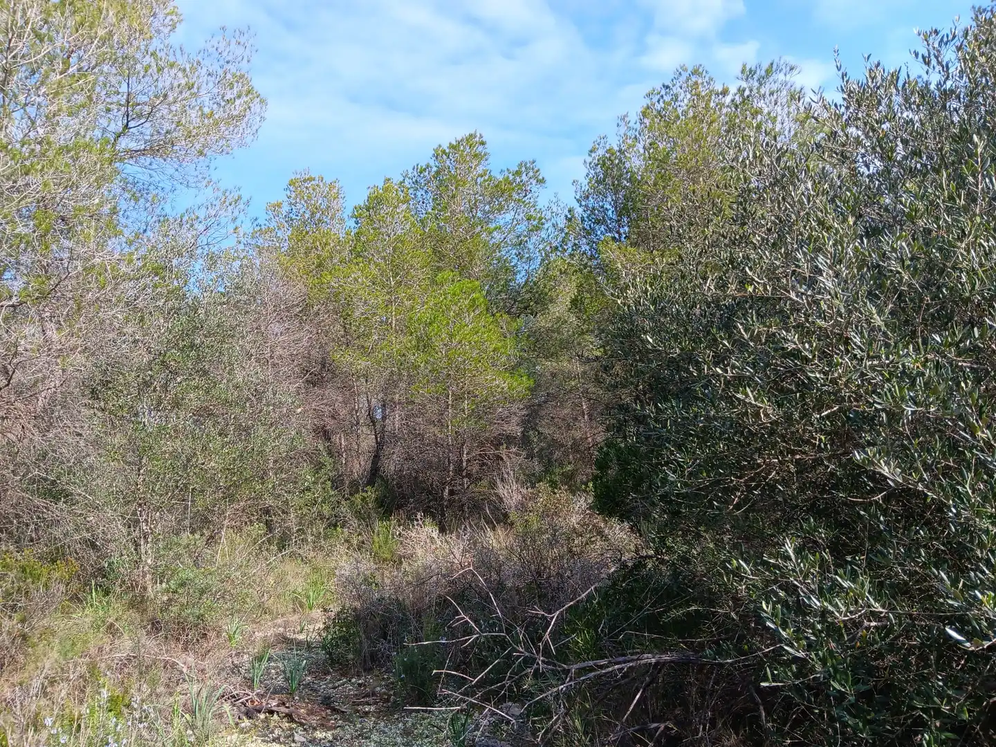 Lands and plots for sale in Ginestar, imagen 15