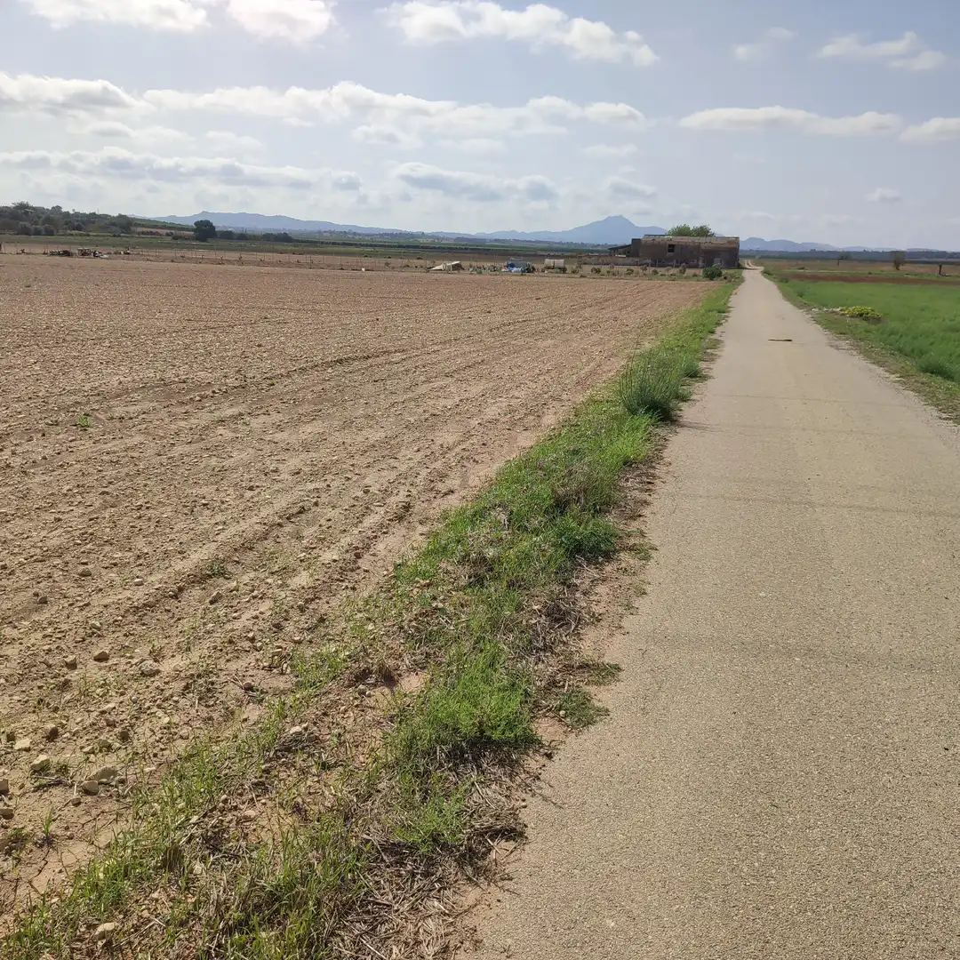 Rural land for sale in Vilafranca de Bonany, imagen 15