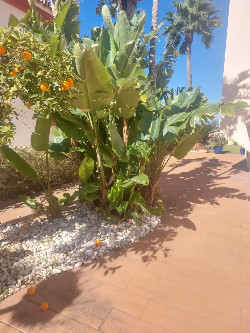 Jardín de Casa o chalet en venta en Málaga con Aire acondicionado, Jardín privado y Piscina