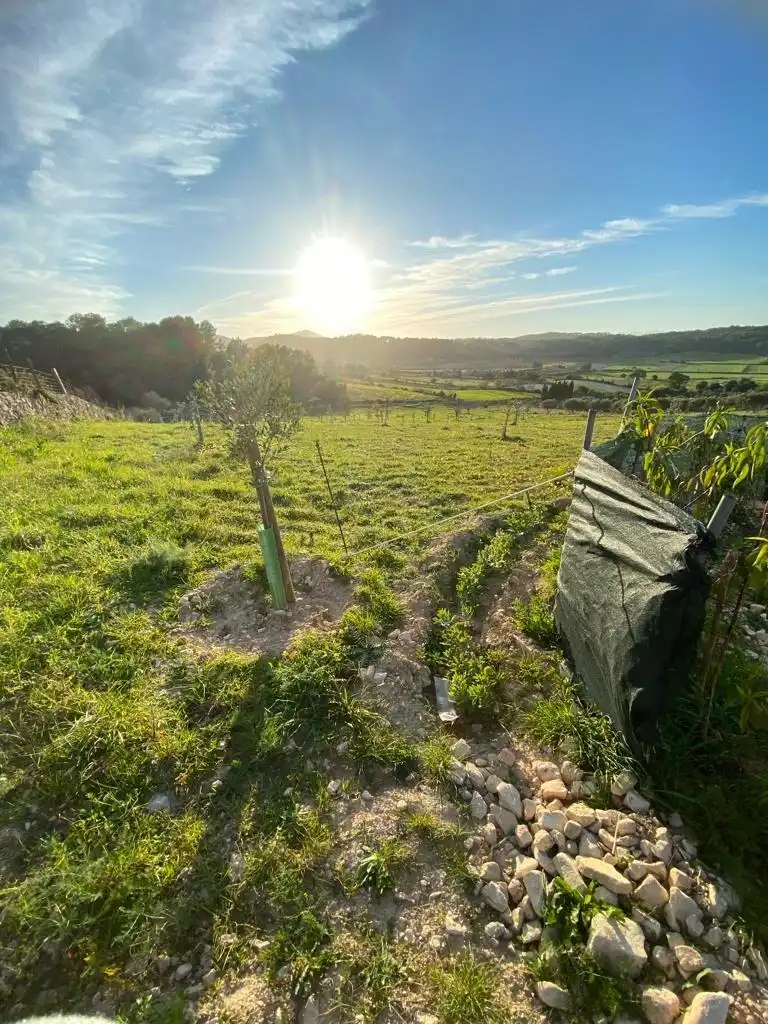Terrain résidentiel à vendre à Algaida