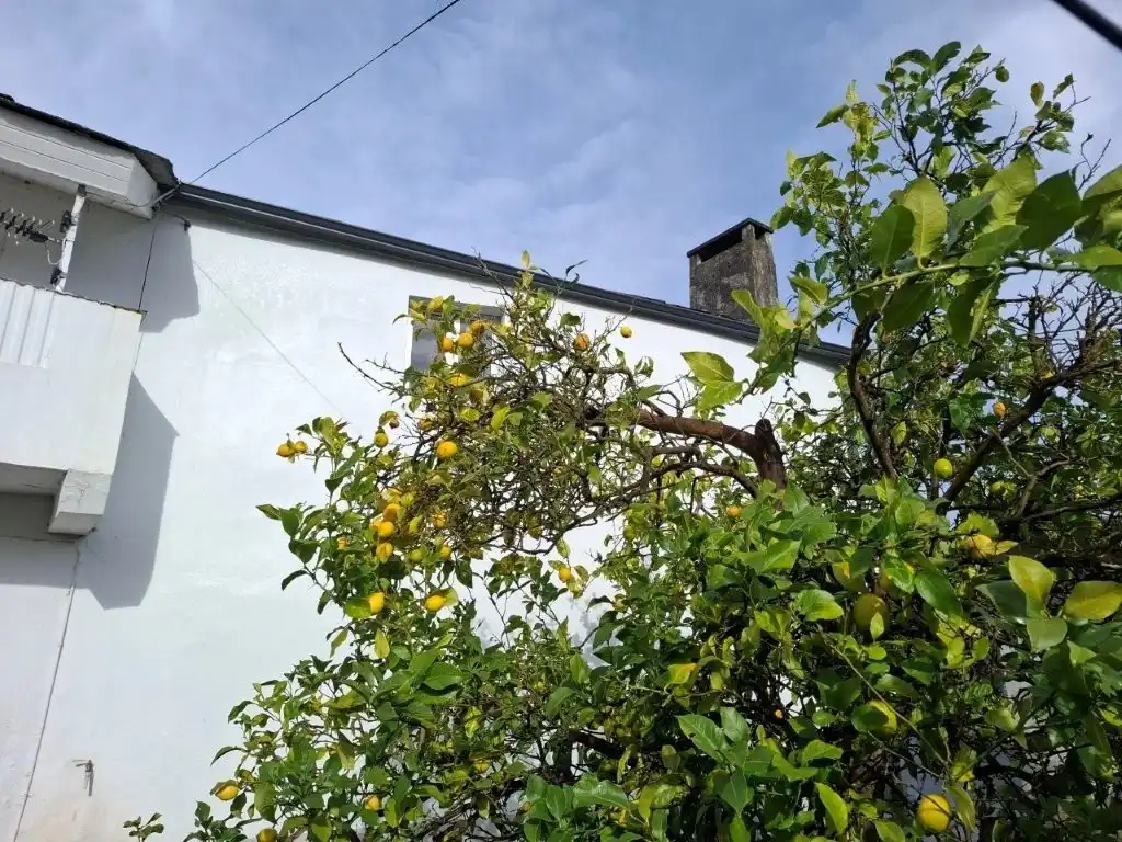 Vista exterior de Casa o chalet en venta en Viveiro con Jardín privado, Terraza y Trastero