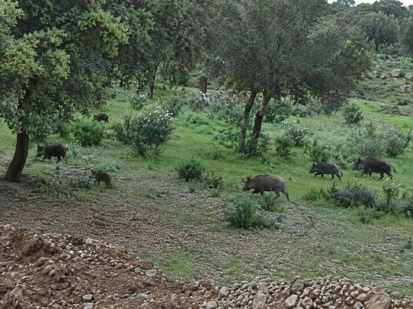 Jardí de Finca rústica en venda en Almadén
