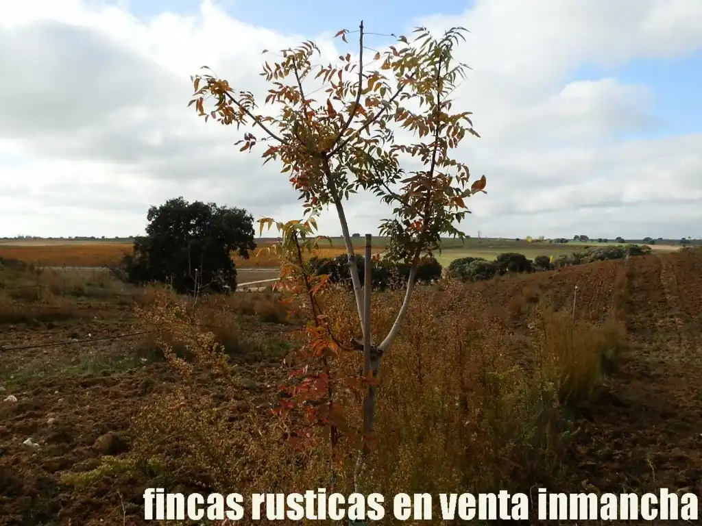 Terreni e lotti in vendita a Torrijos, imagen 5