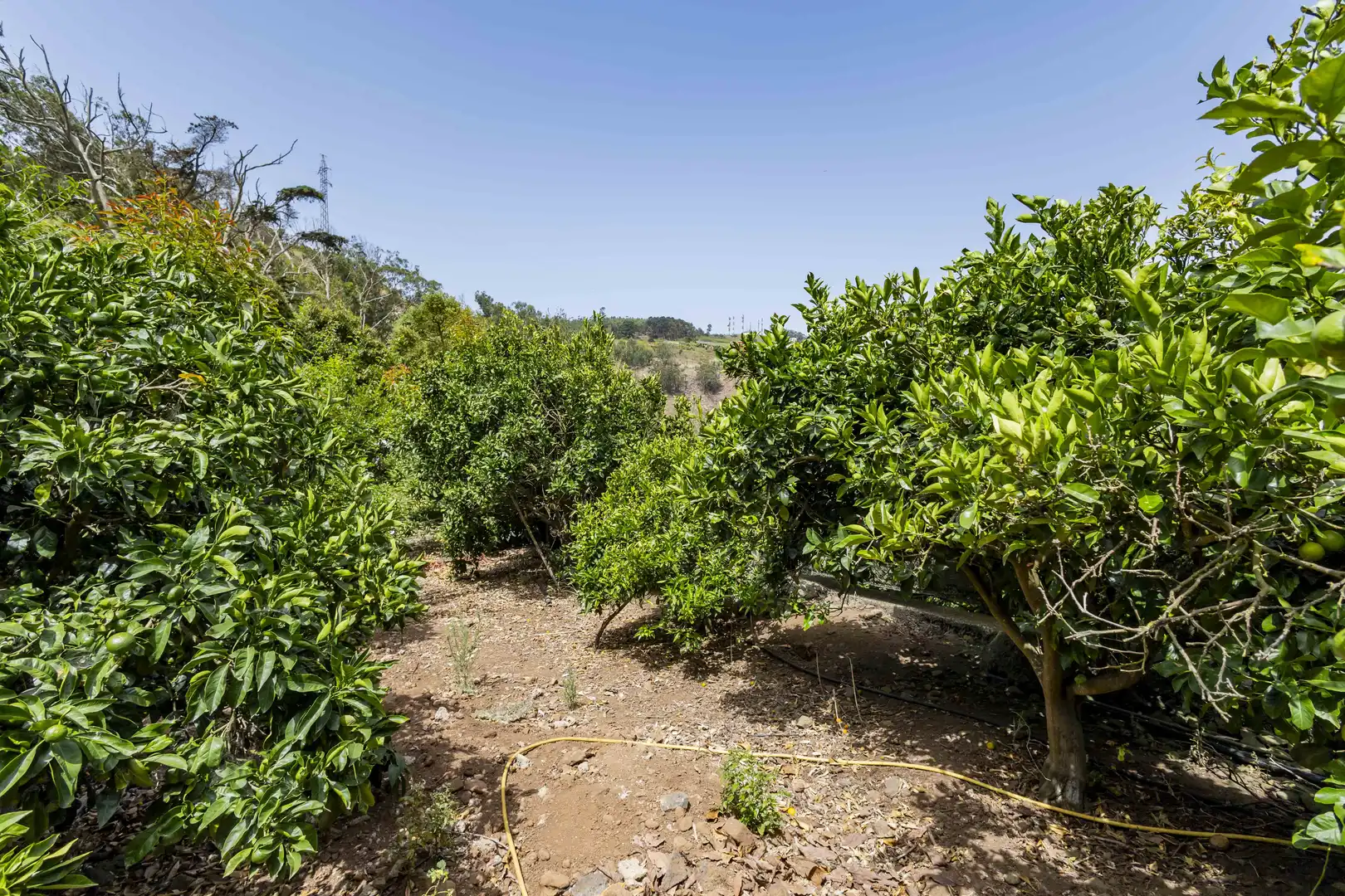 Rural land for sale in Tegueste, imagen 17