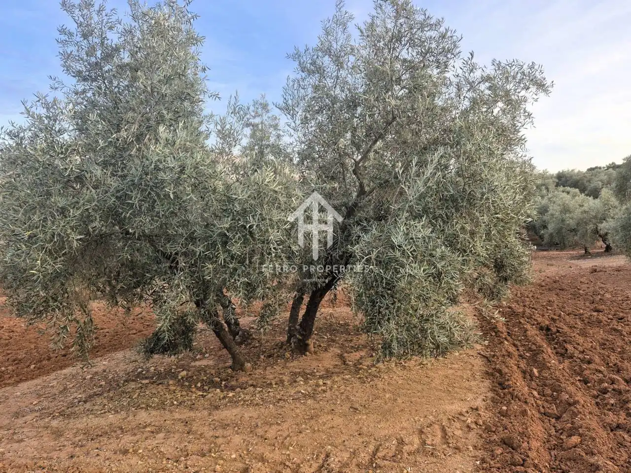 Terreny rústic en venda a Poligono ventorros de laguna 1, imagen 10