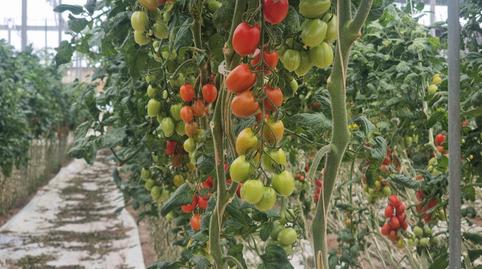 Photo 3 of Land for sale in Pozo de los Frailes - Presillas - Albaricoques, Almería