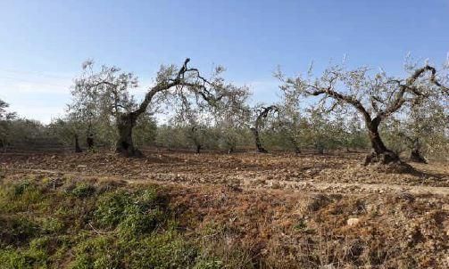 Land for sale in Albaida del Aljarafe