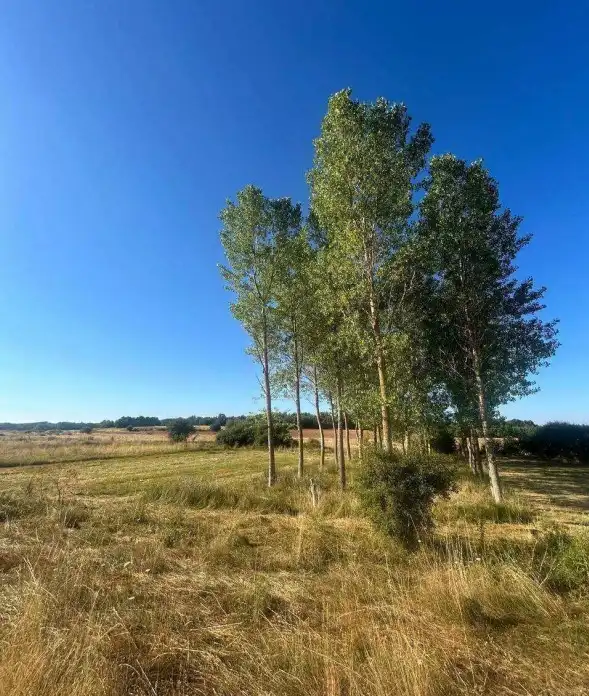 Terreni e lotti in vendita a Almanza
