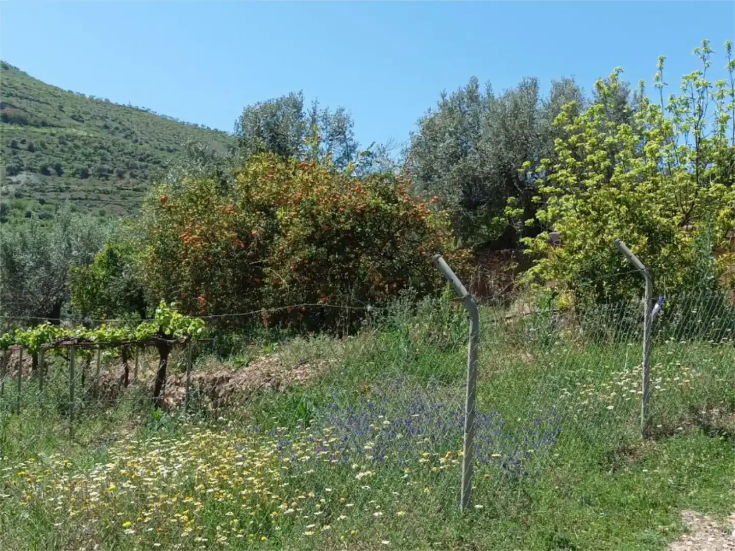 Terreno en venta en Almegíjar