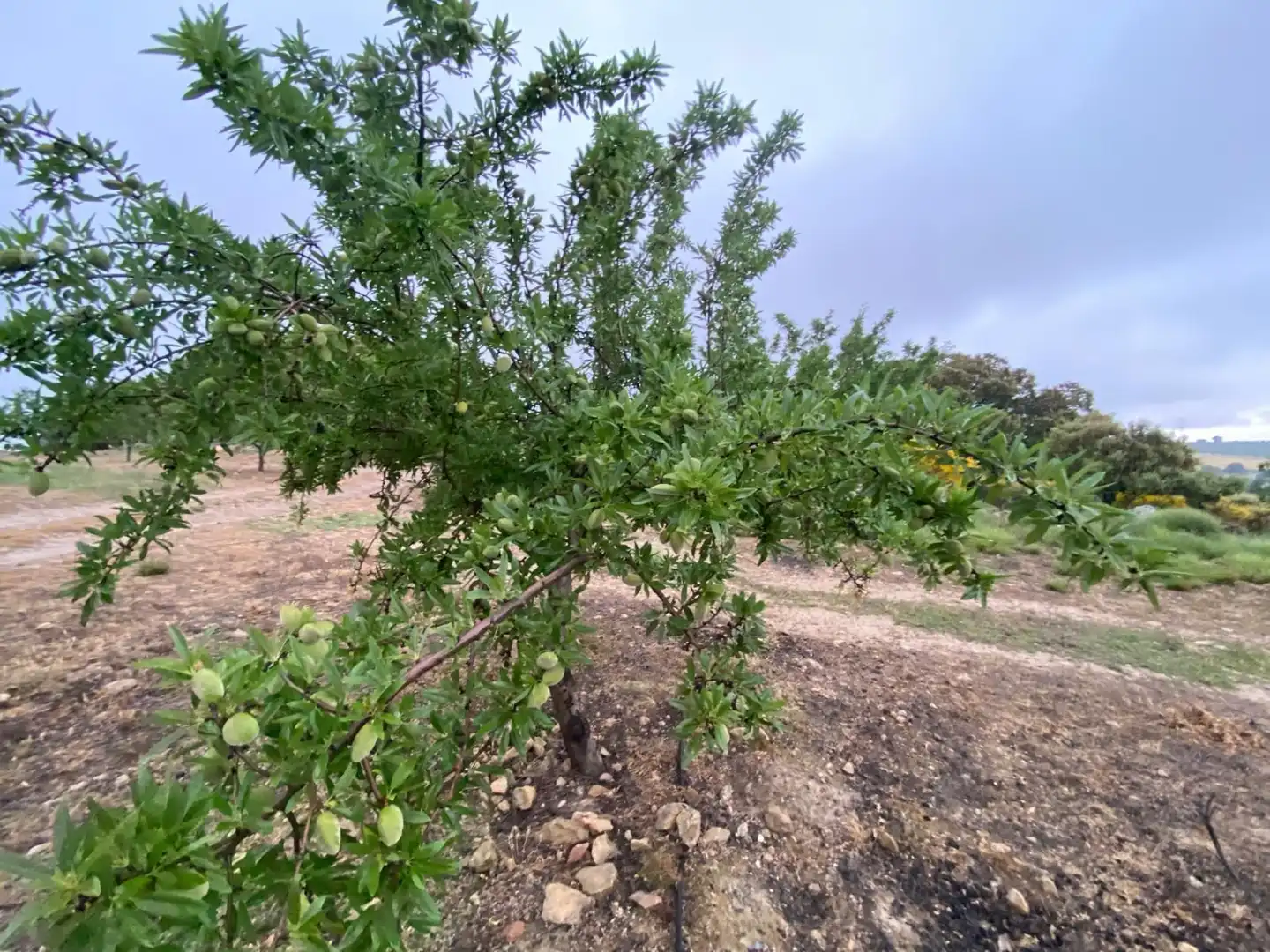 Terreni e lotti in vendita a Guadahortuna, imagen 32