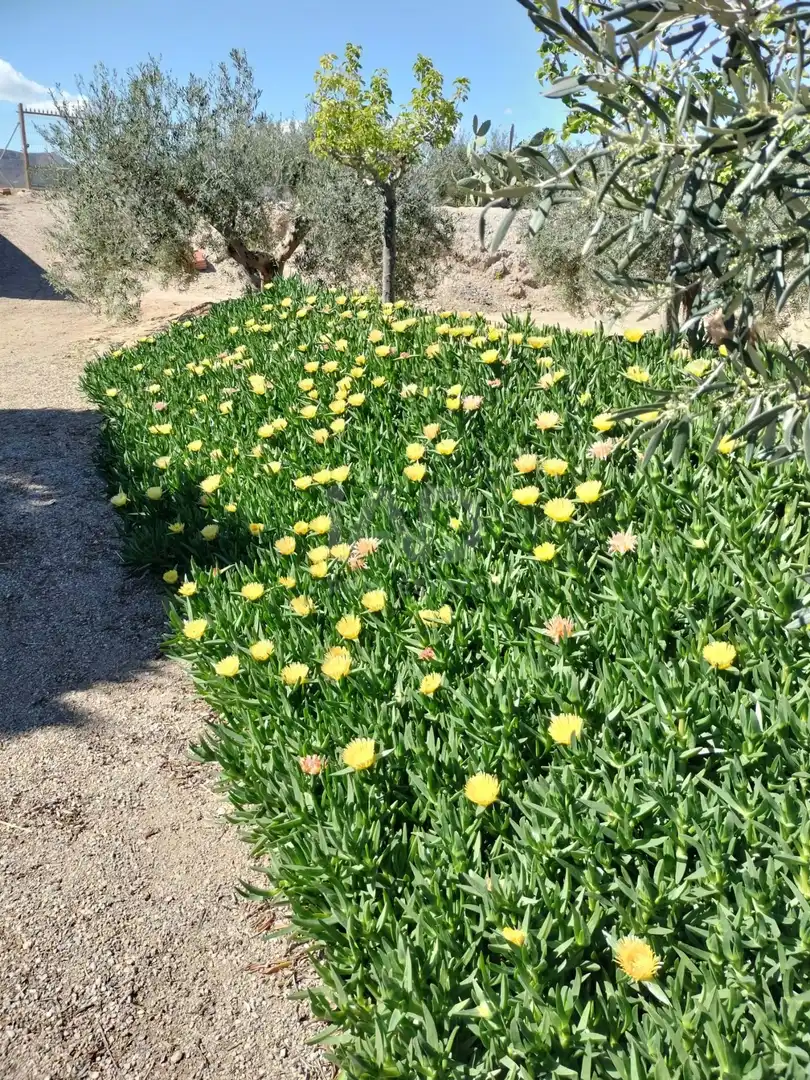Jardín de Casa o chalet en venta en Lorca con Terraza